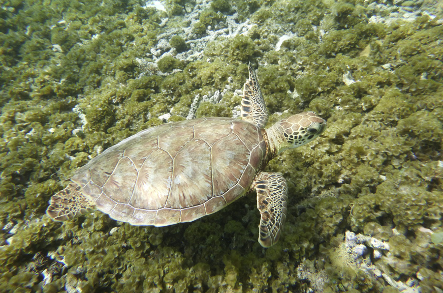 La tortue des Caraïbes