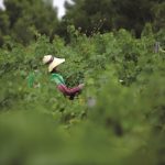 Dans les vignobles du nord de la Chalcidique