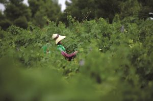 Dans les vignobles du nord de la Chalcidique