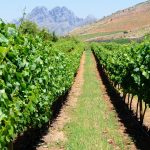 De très beaux vignobles
