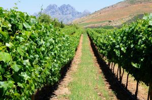 De très beaux vignobles