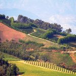 Les vignobles du Cap Occidental