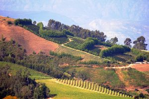 Les vignobles du Cap Occidental