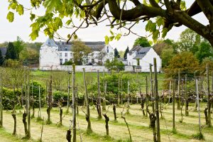 Le domaine viticole Cohlenberg