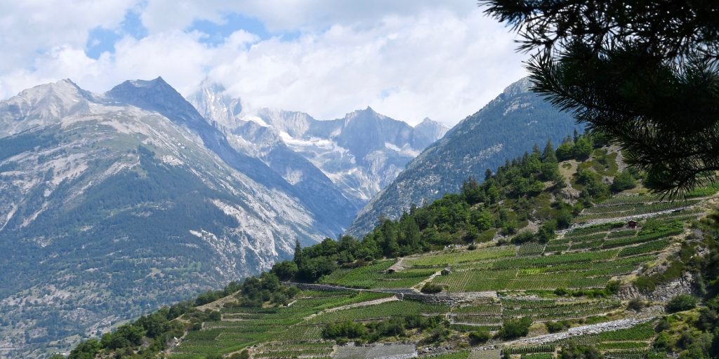 Visperterminen : le plus haut vignoble d’Europe est en Suisse