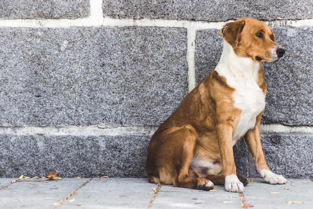 Frankrijk: tot 750 euro voor hondenpoep in het zuidwesten!