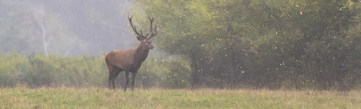 Florence in Compiègne, keizerlijk weekend vol kleur