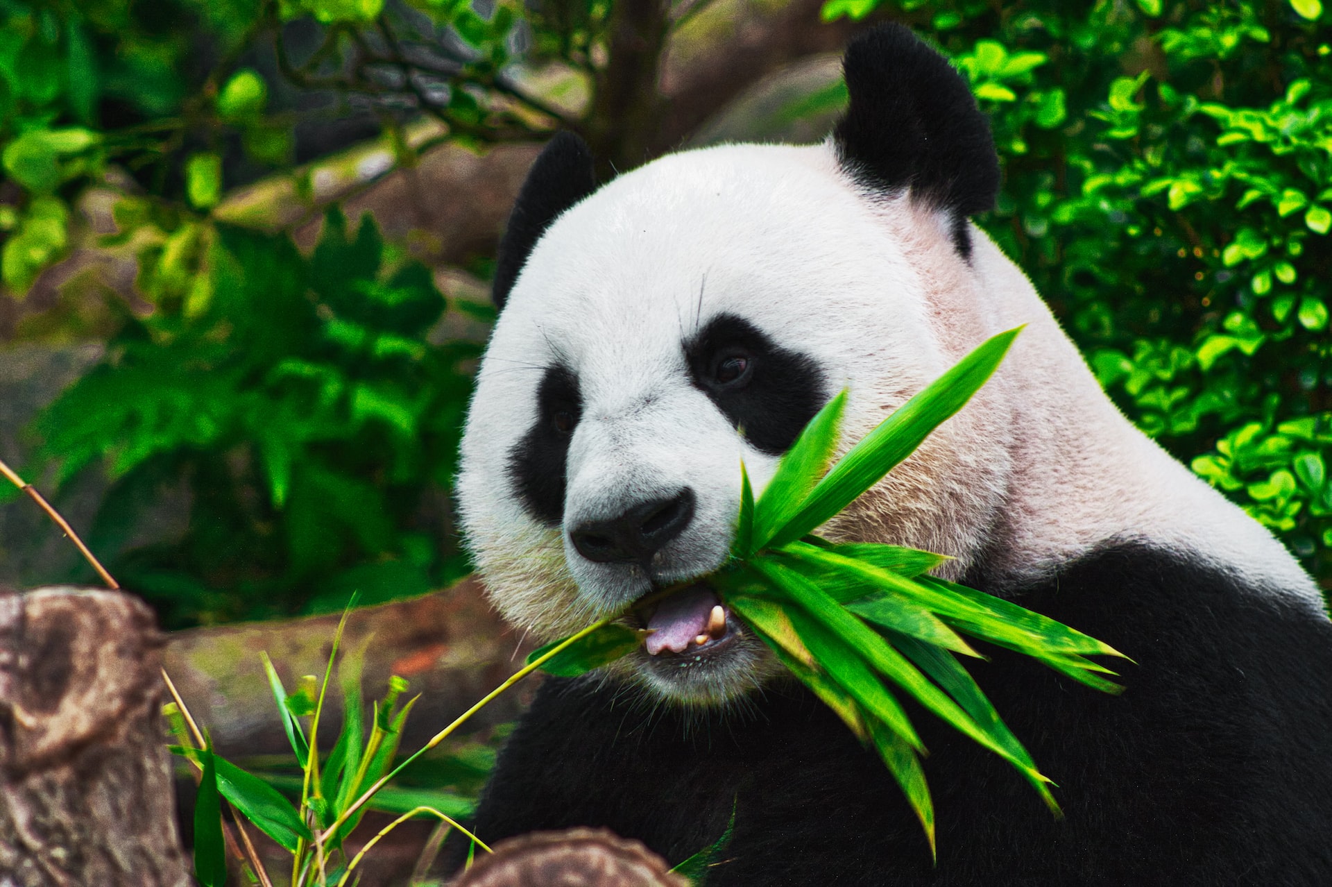 De reuzenpanda&#8217;s van Pairi Daiza blijven in België!