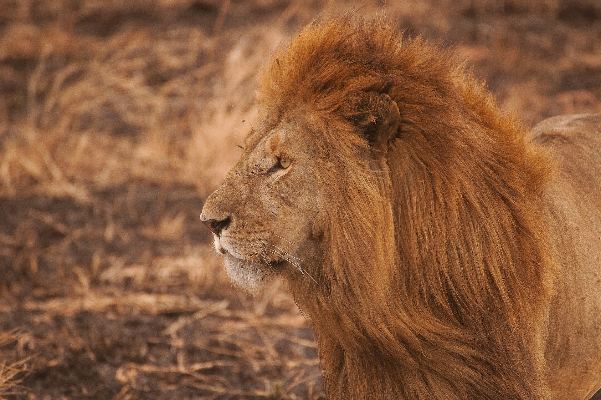 Tanzanie : décès d’un lion emblématique