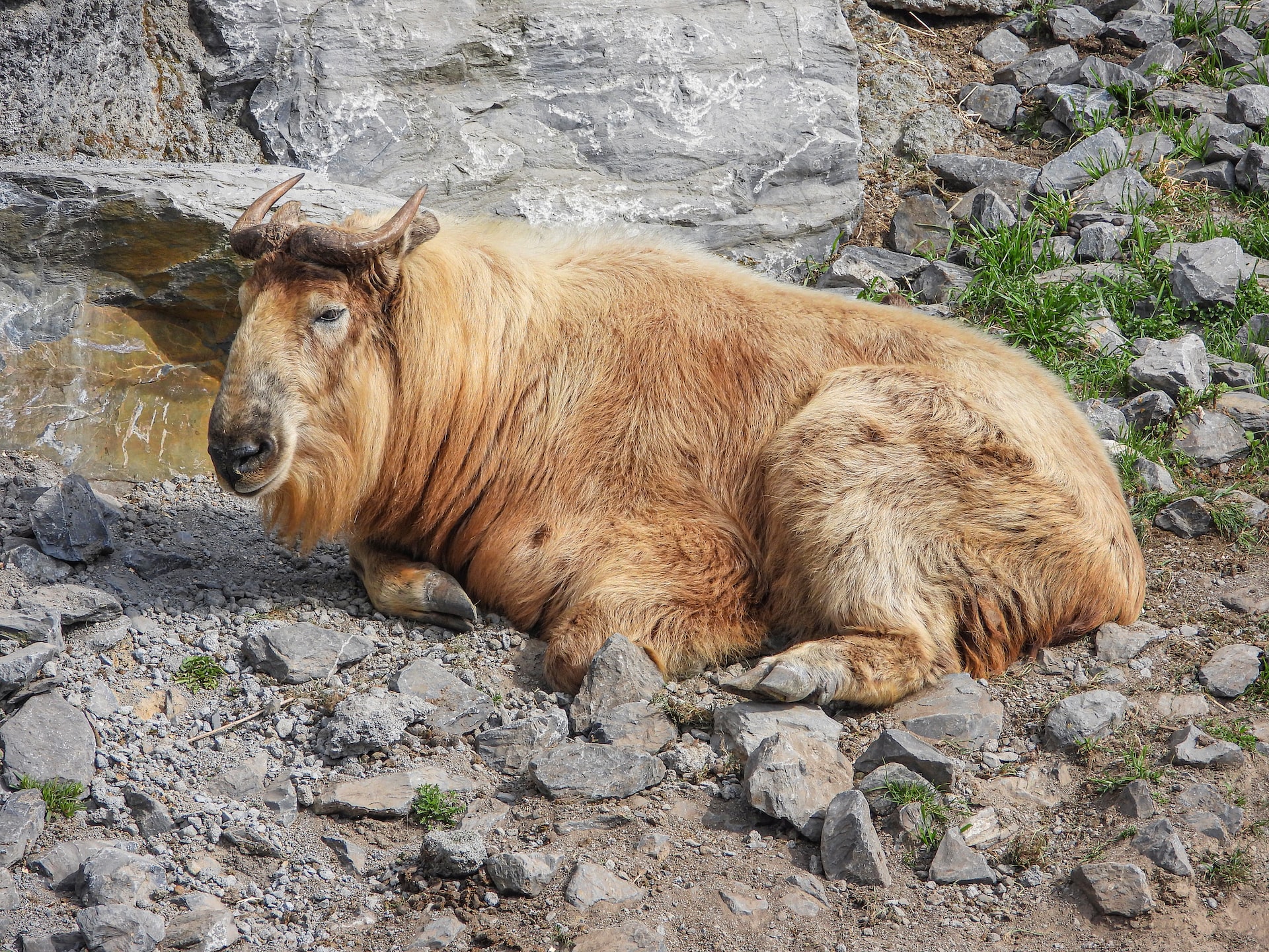 Un bébé takin doré rejoint la famille de Pairi Daiza