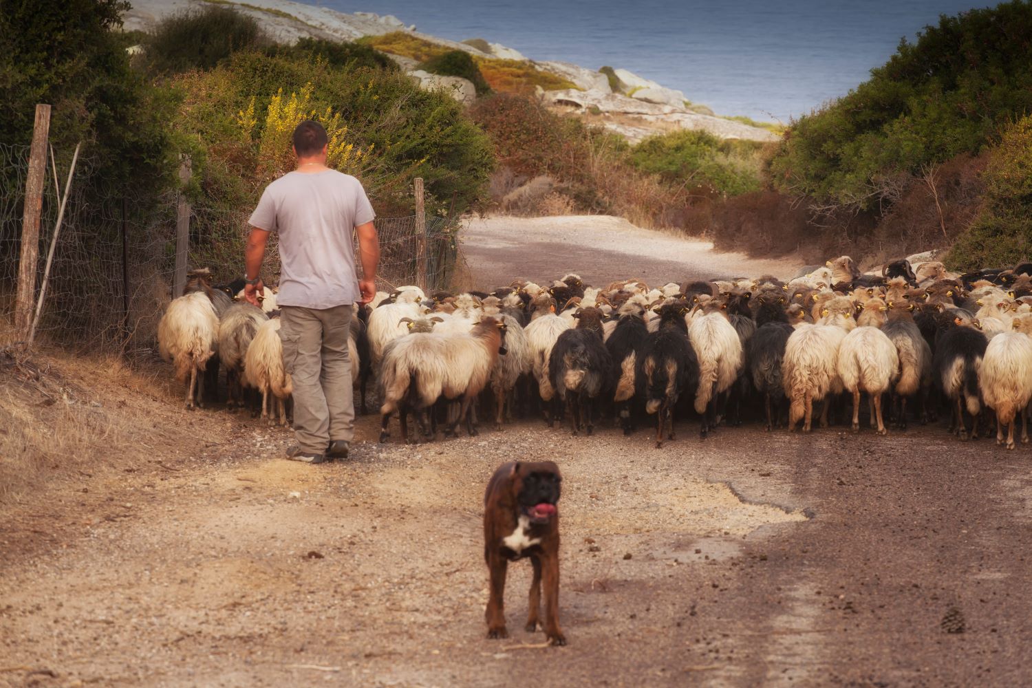 Ontdek 5 gastronomische geneugten van Corsica