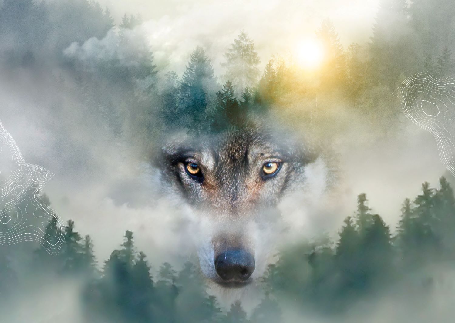 Buitengewone ontmoeting met de wolf in het Wildpark van Han-sur-Lesse !