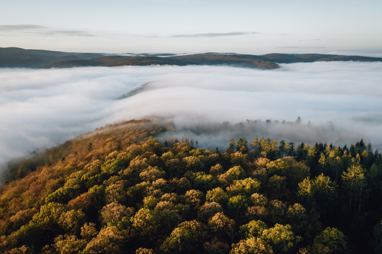 Votre guide de l&#8217;Allemagne gratuit : un téléchargement, un arbre planté