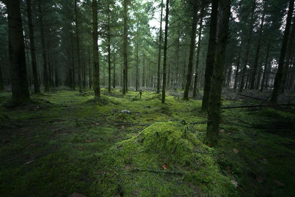 Wallonië: een nieuw platform voor liefhebbers van boswandelingen 