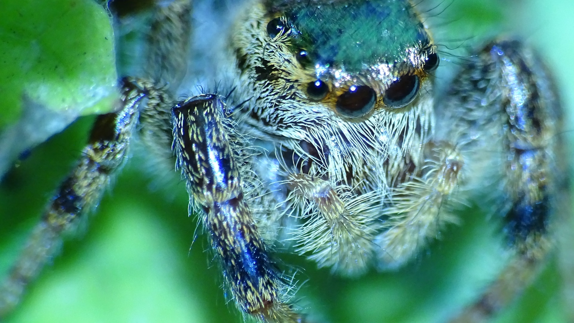 spider