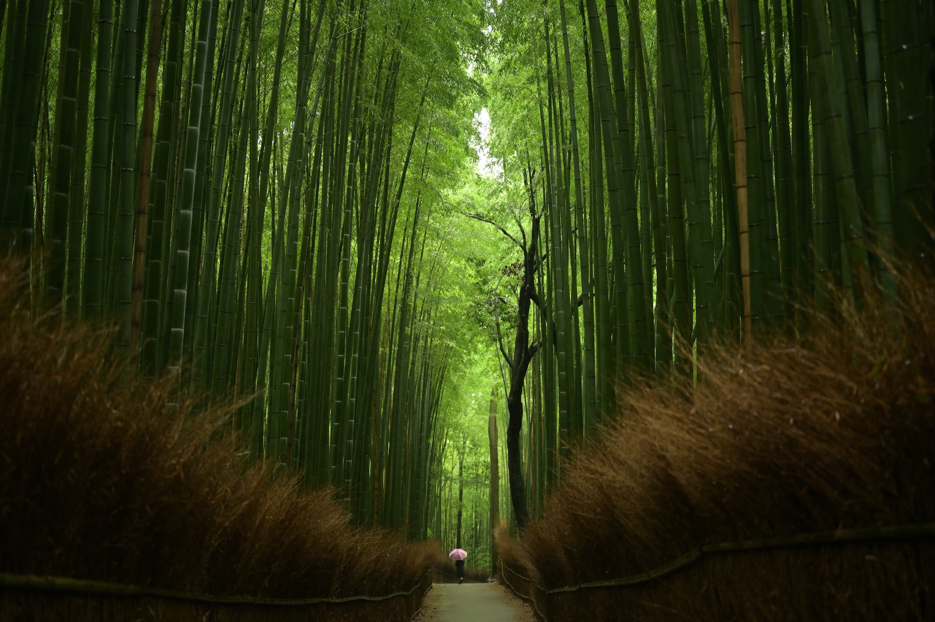 De 5 geheimen van het bamboebos in het Japanse Arashiyama