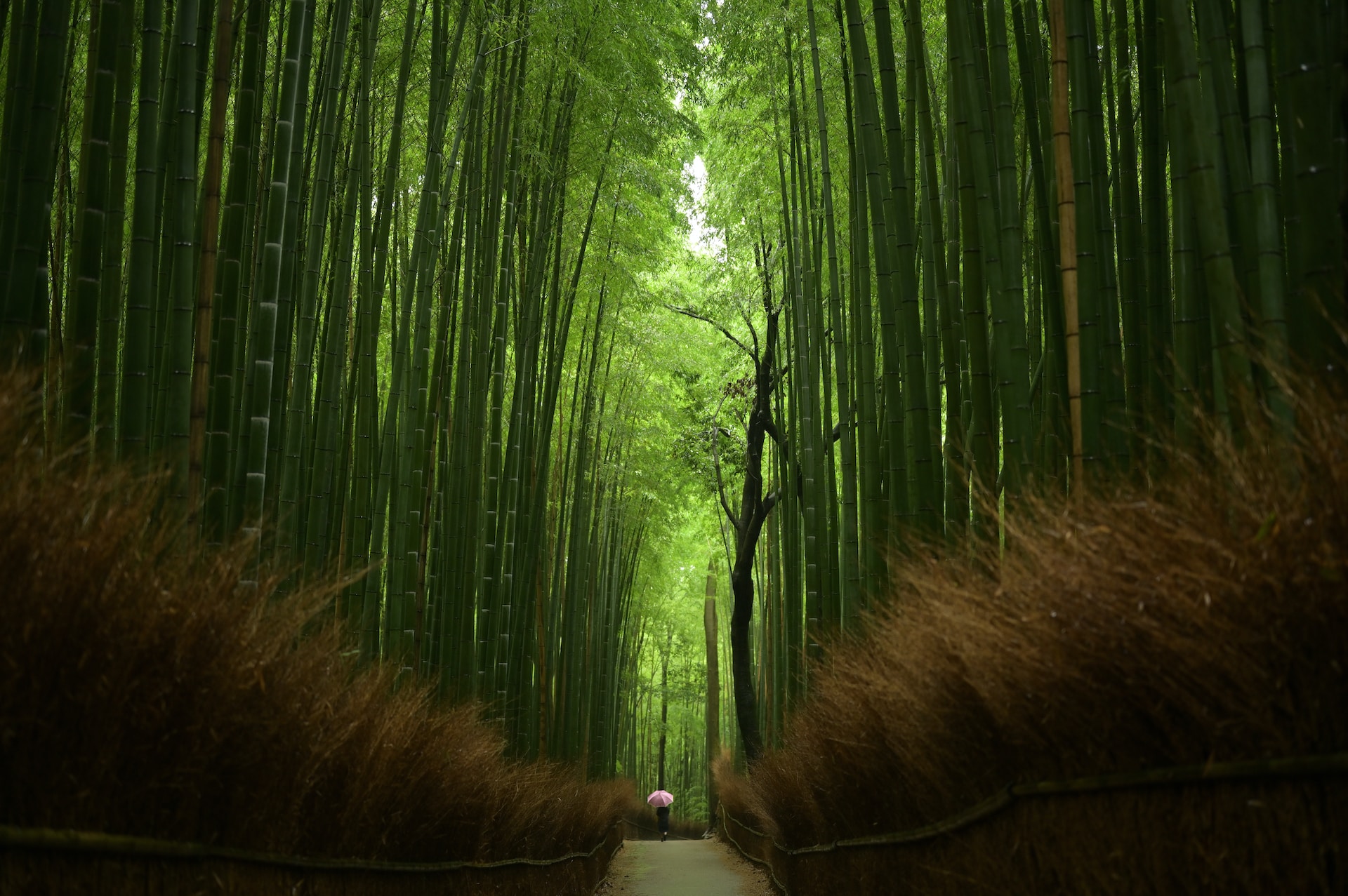 bamboo forest