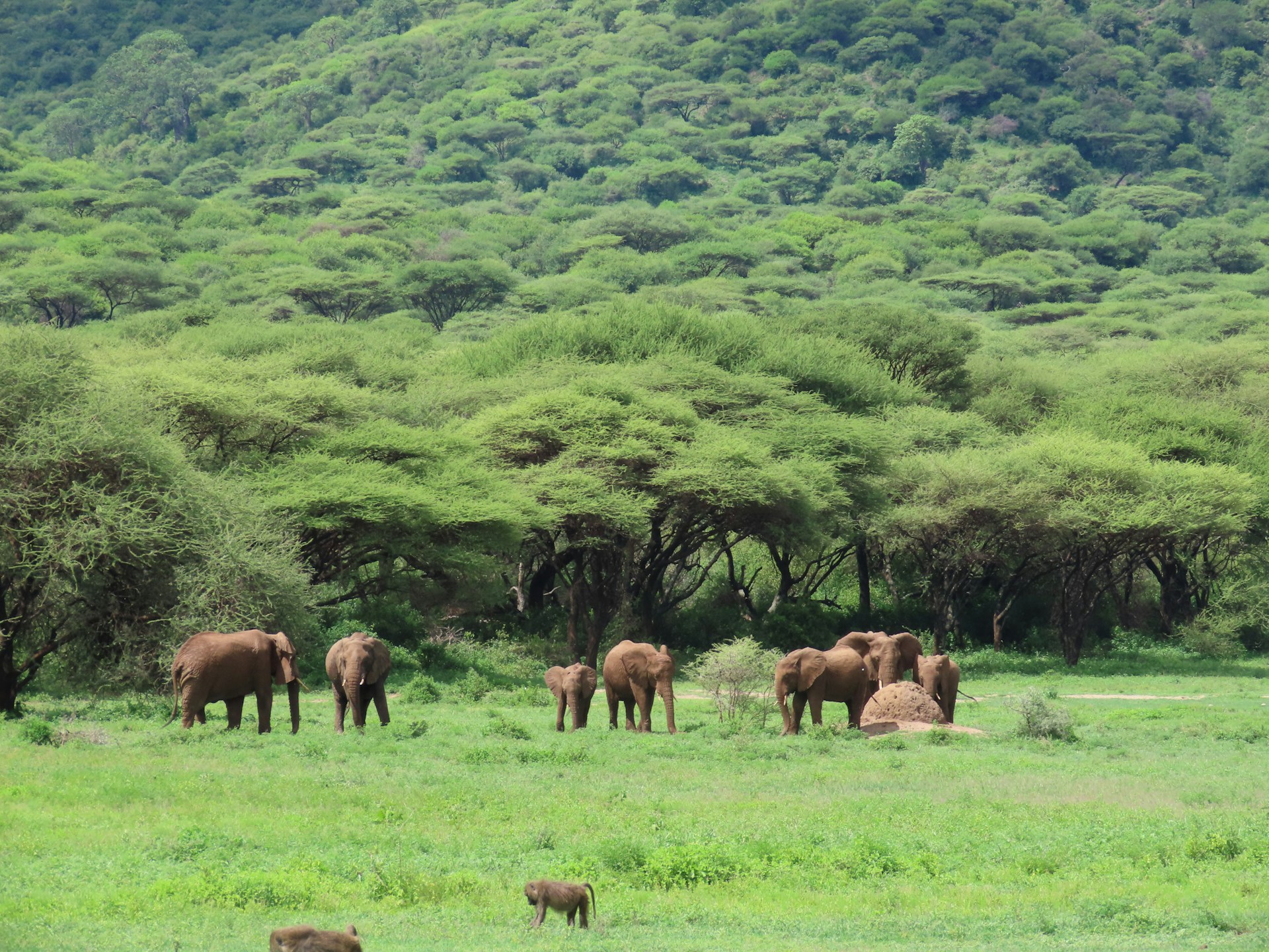 tanzania