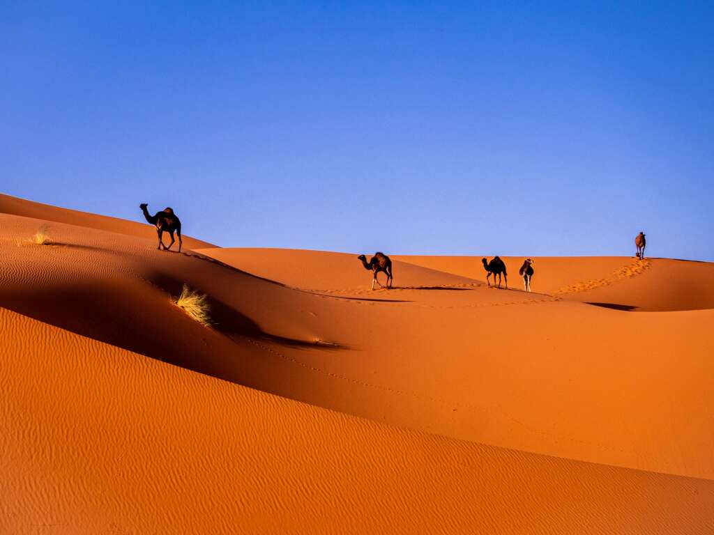De Sahara: de 5 geheimen van de grootste warme woestijn ter wereld