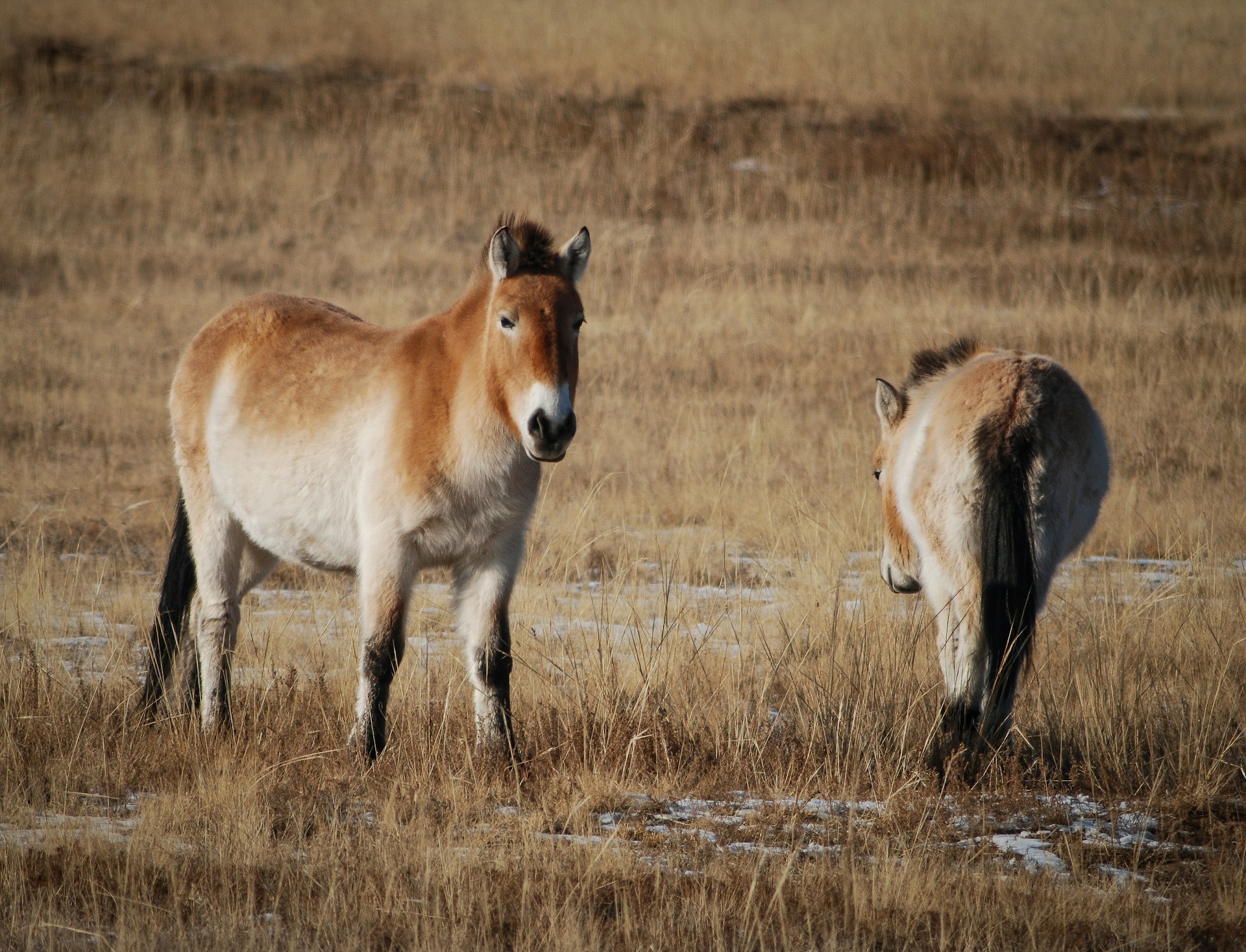 mongolia