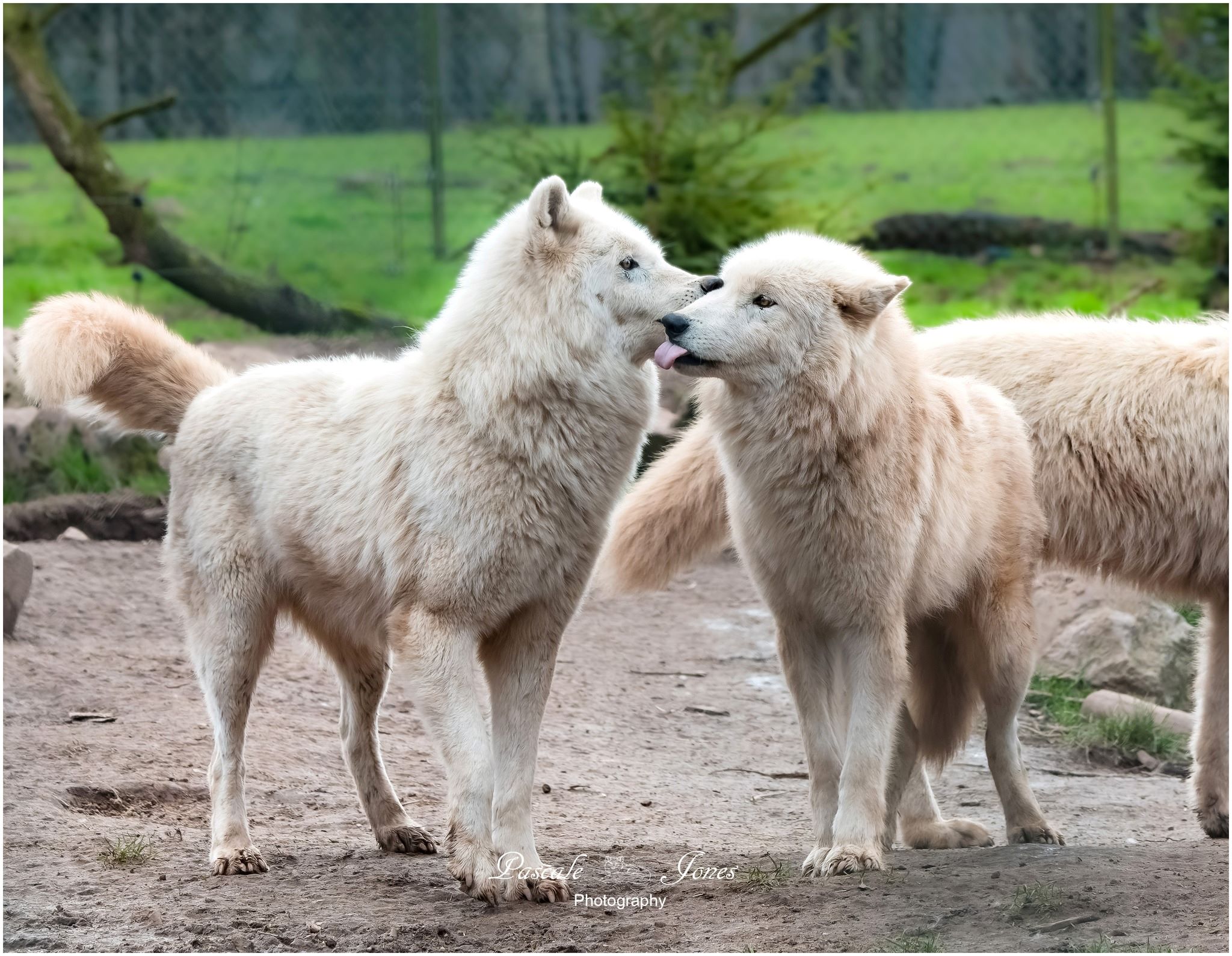 Monde Sauvage Safari Parc