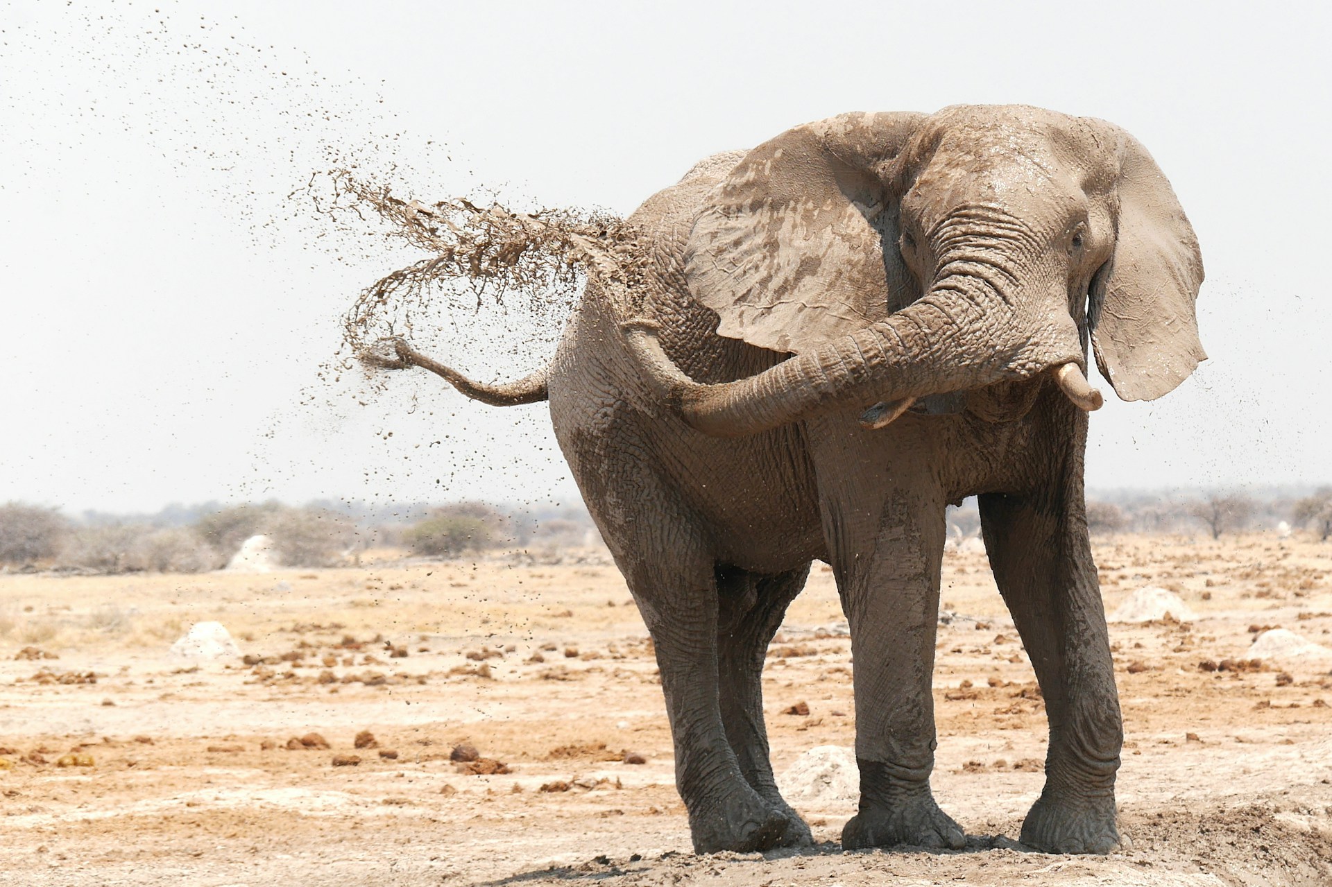 Botswana wil 20.000 olifanten naar Duitsland sturen!