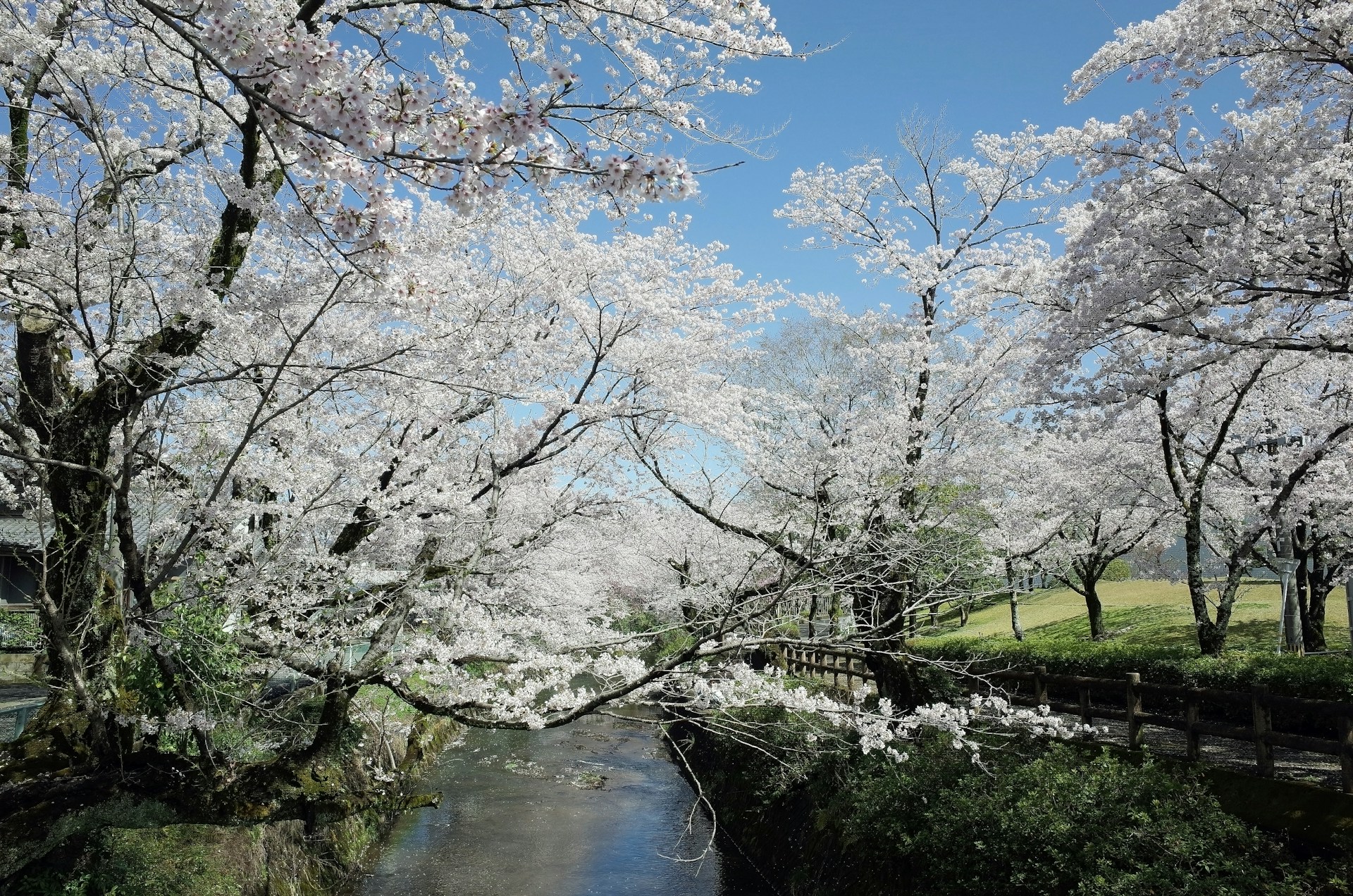 Japan: het is druk onder de kerselaars!