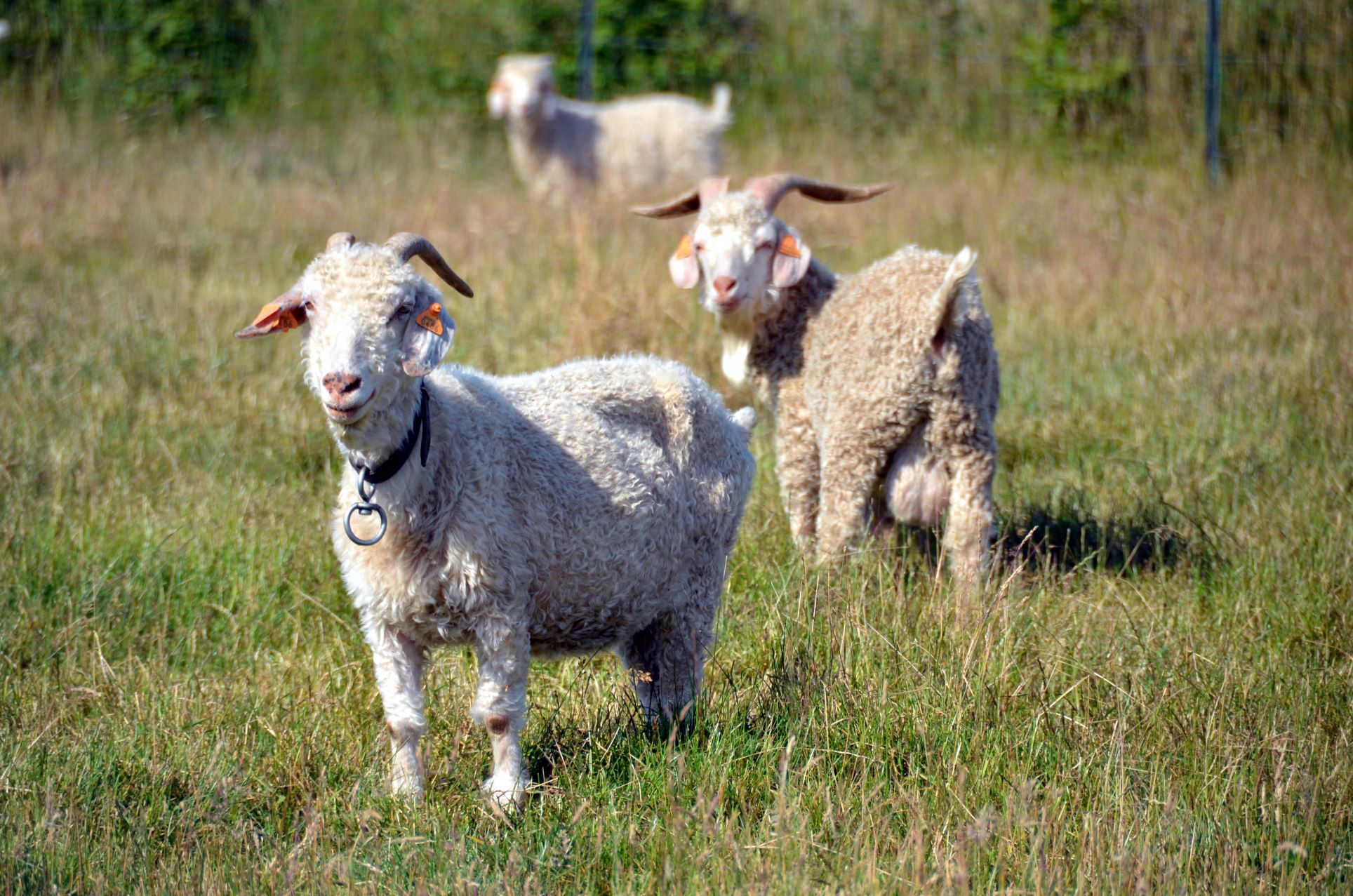 Animalaine