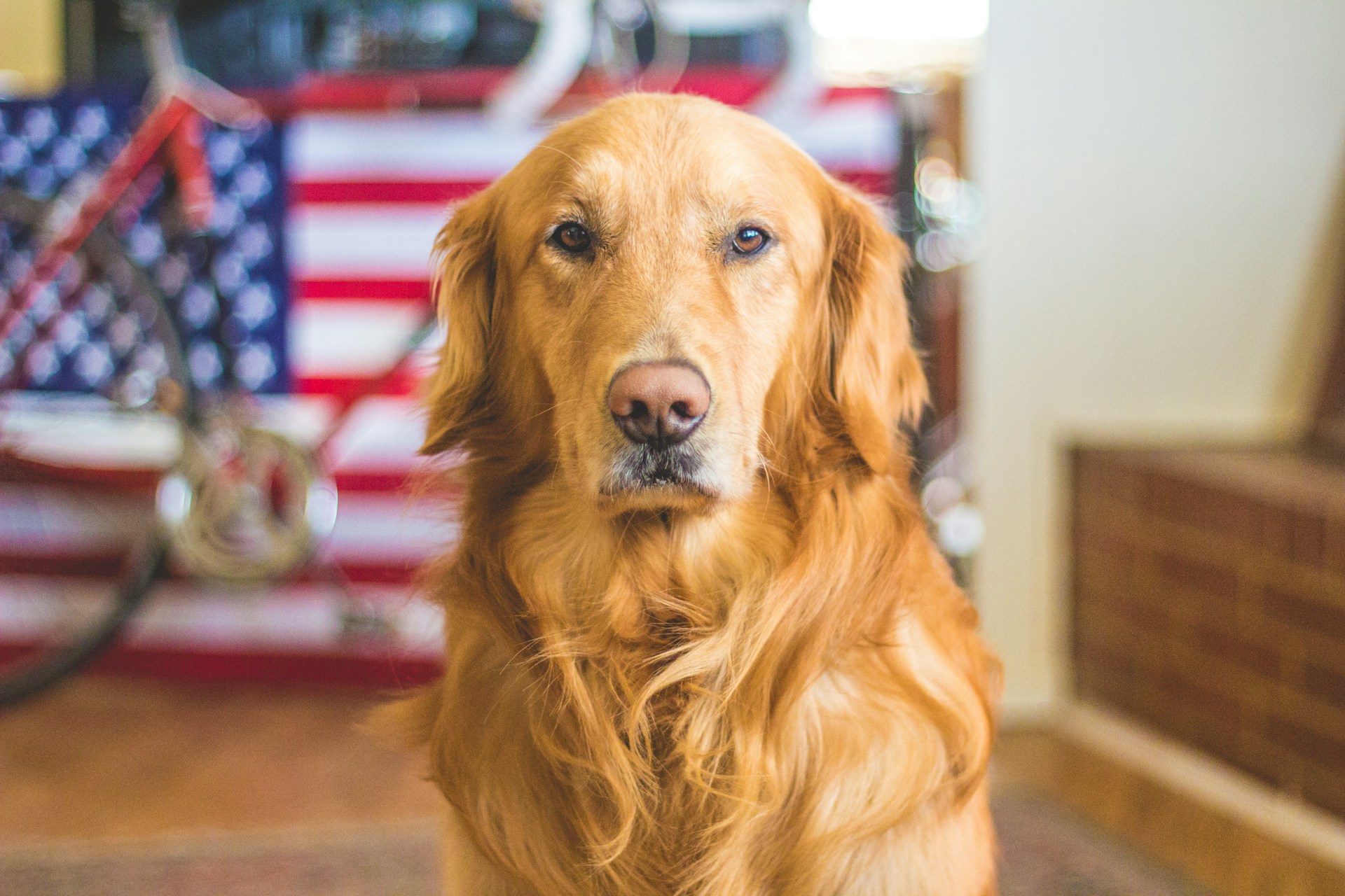 dog usa