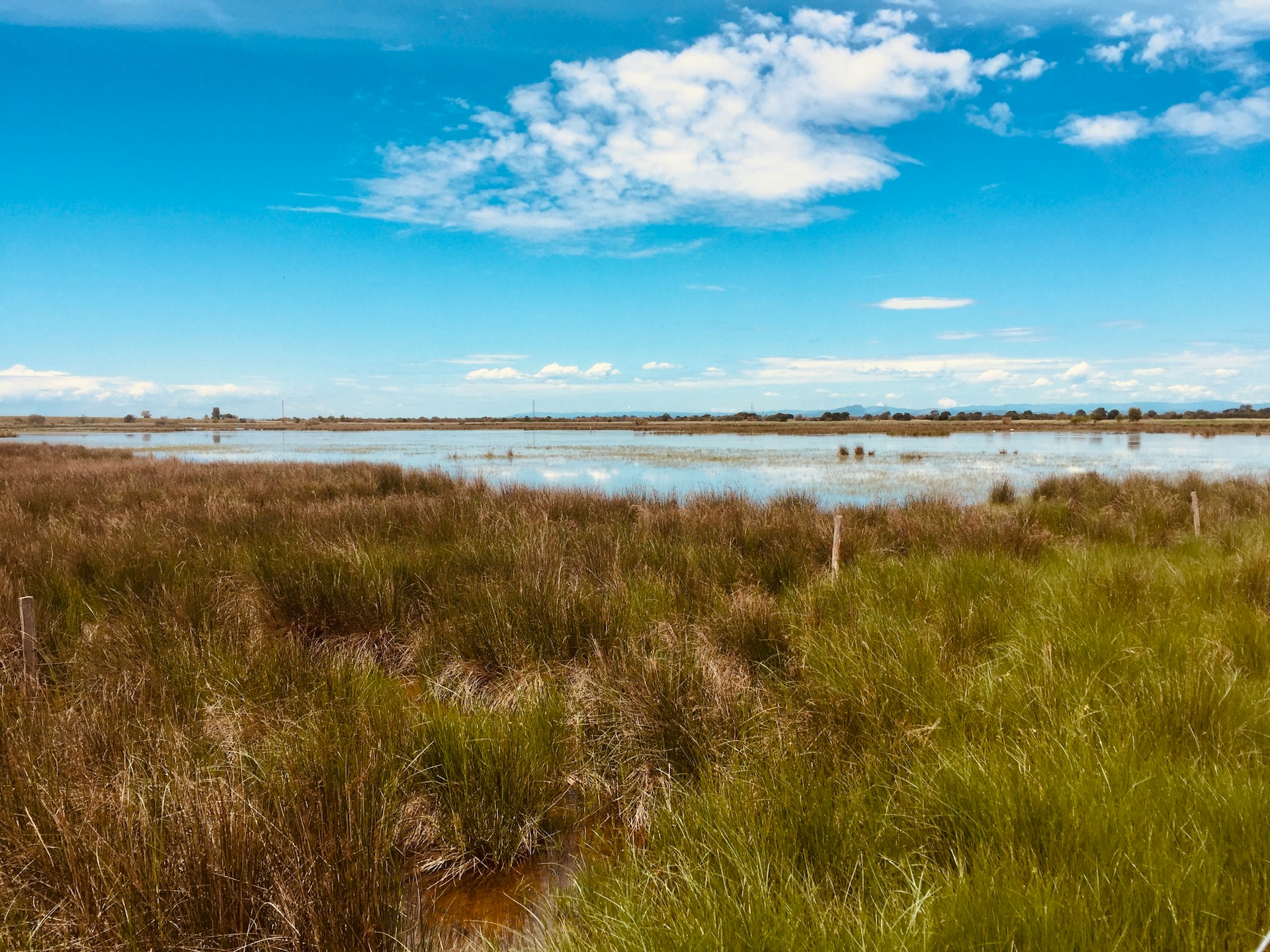 camargue