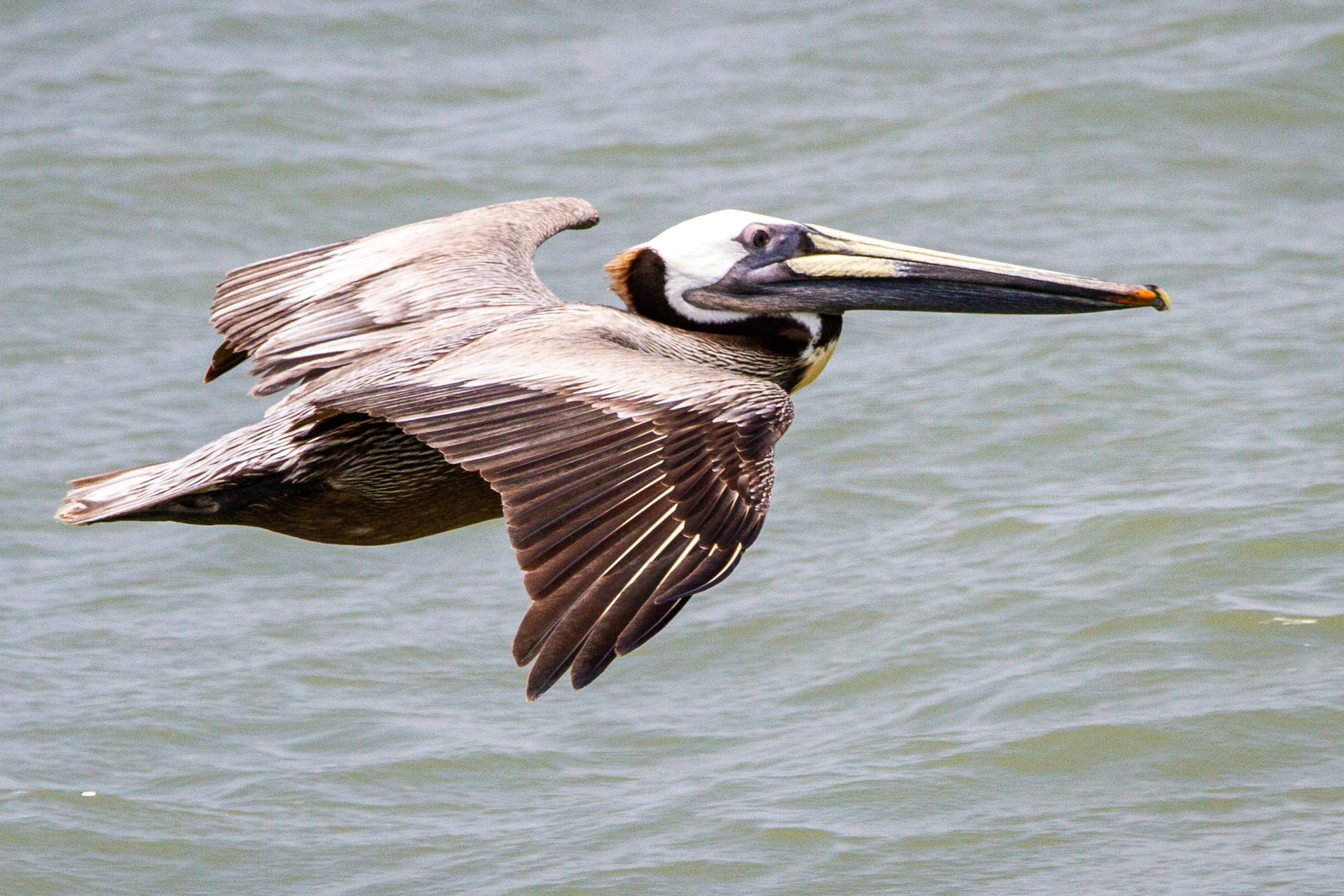 pelican