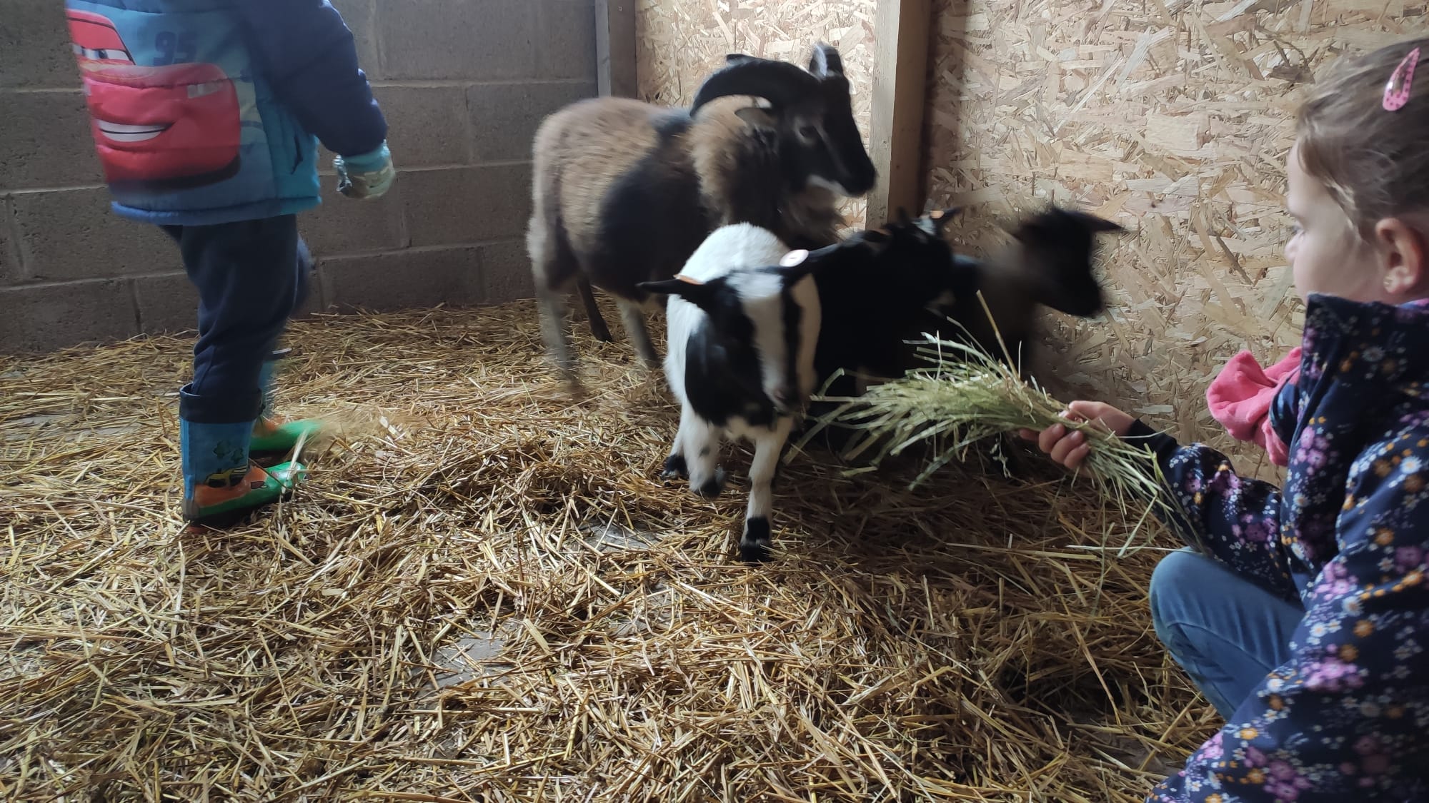 ferme baptiste commanster