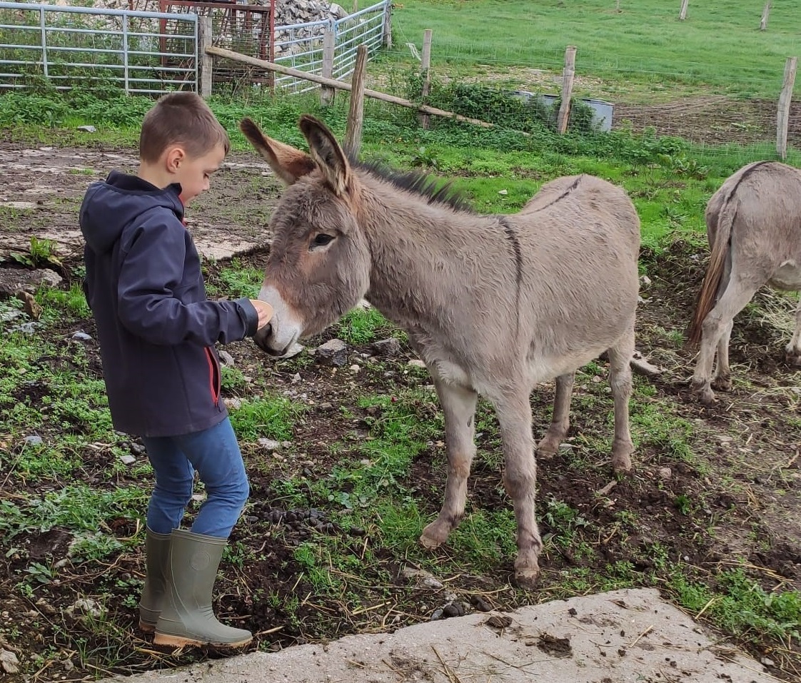 Vielsalm : vivez une journée en immersion à la ferme