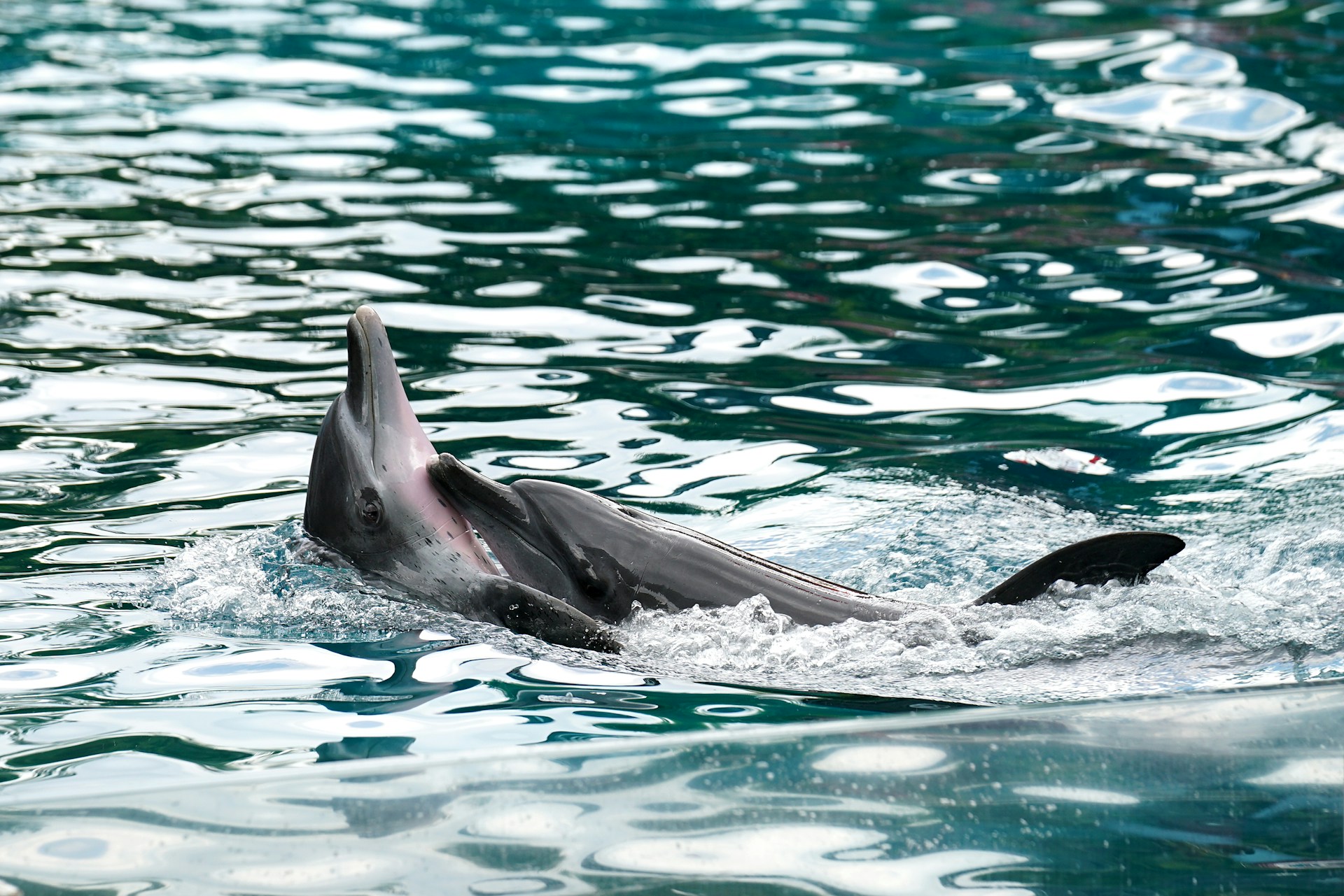 Japon : attention, des dauphins attaquent !