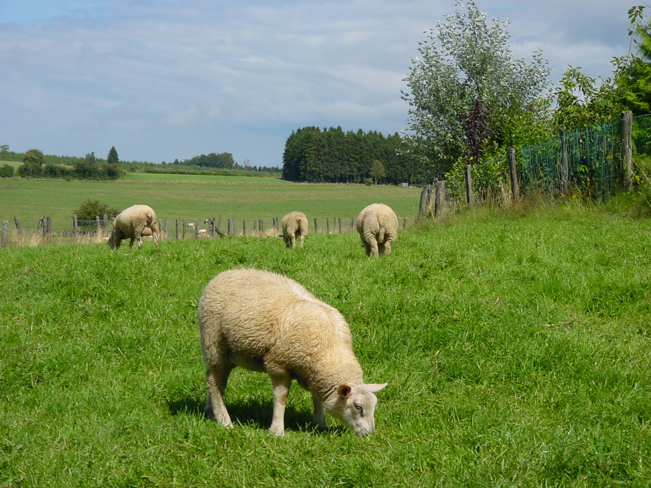 sheep