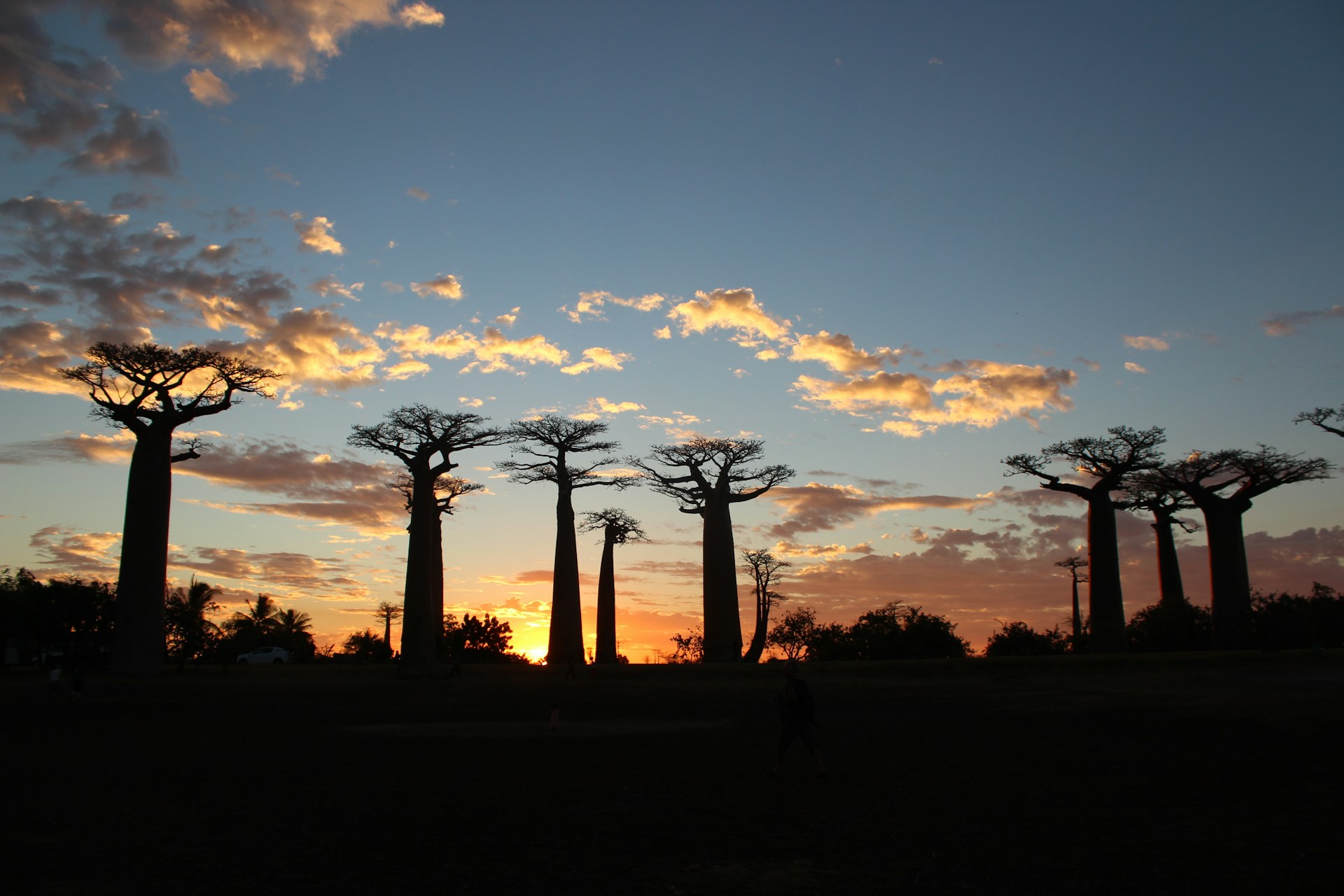 baobab madagascar