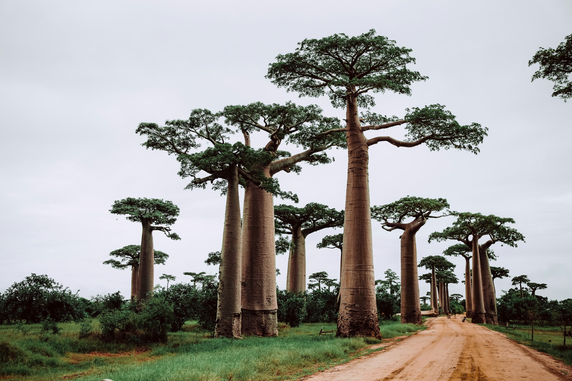 baobab madagascar