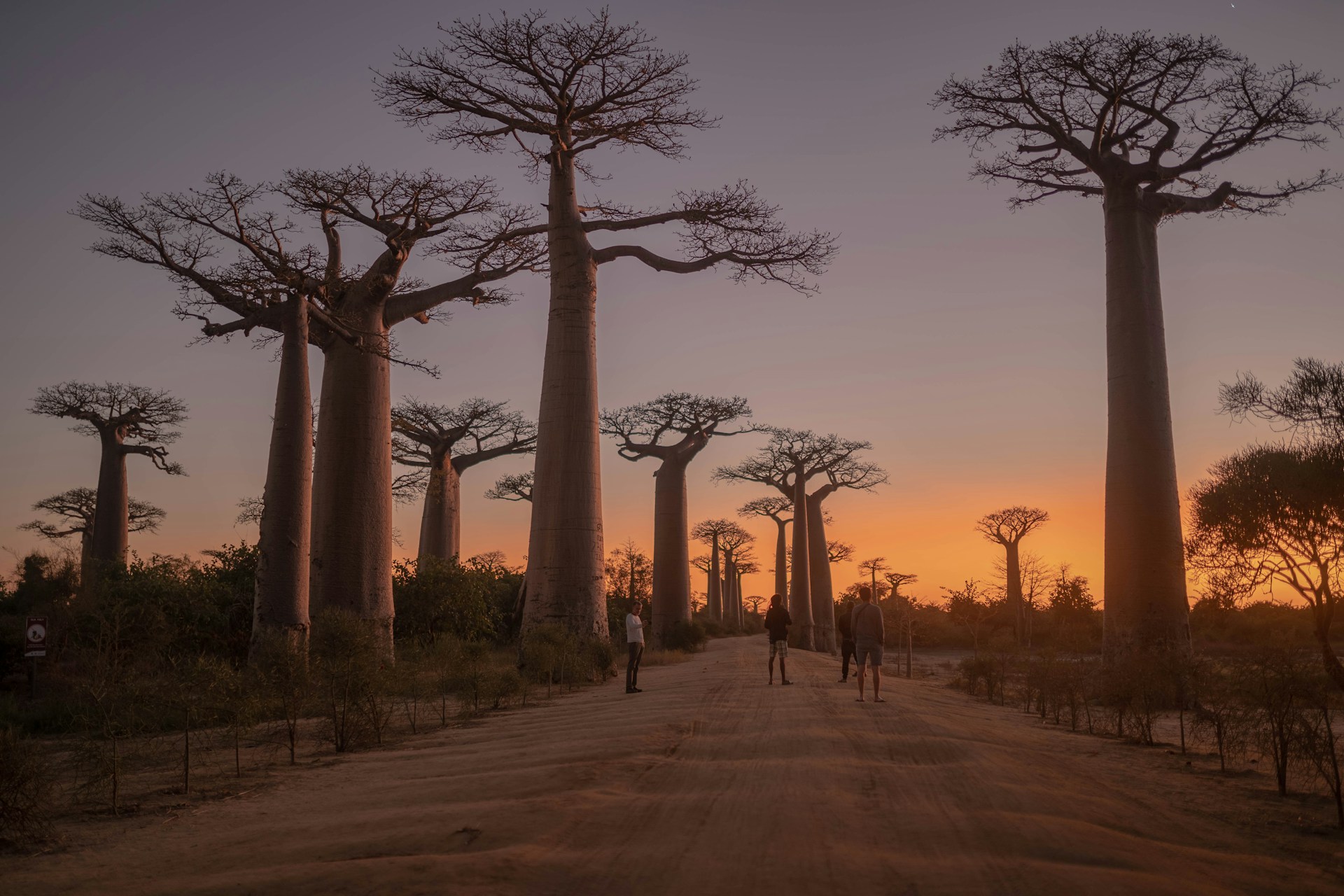 Insolite et méconnu : l’allée des Baobabs !