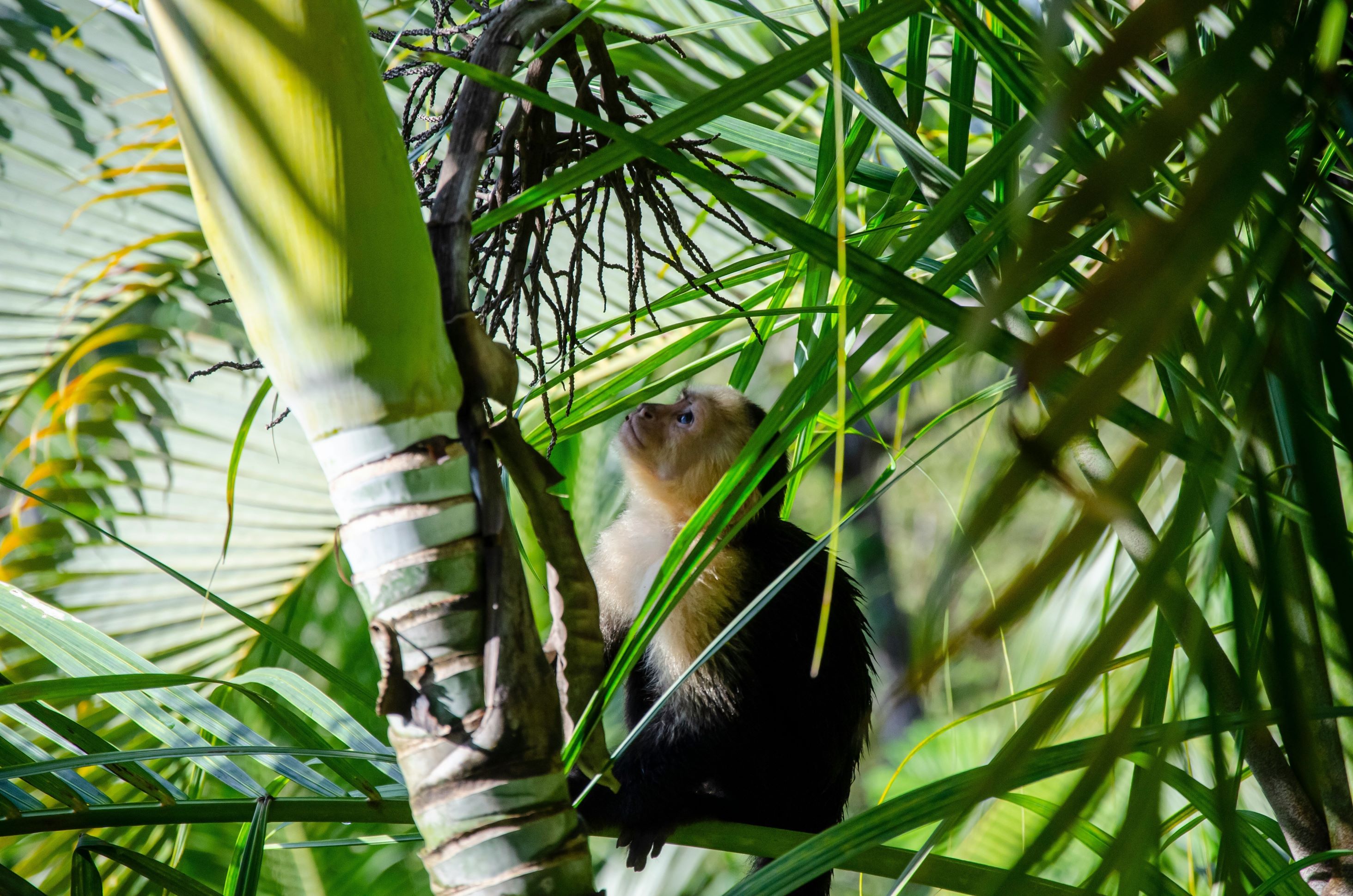 costa rica