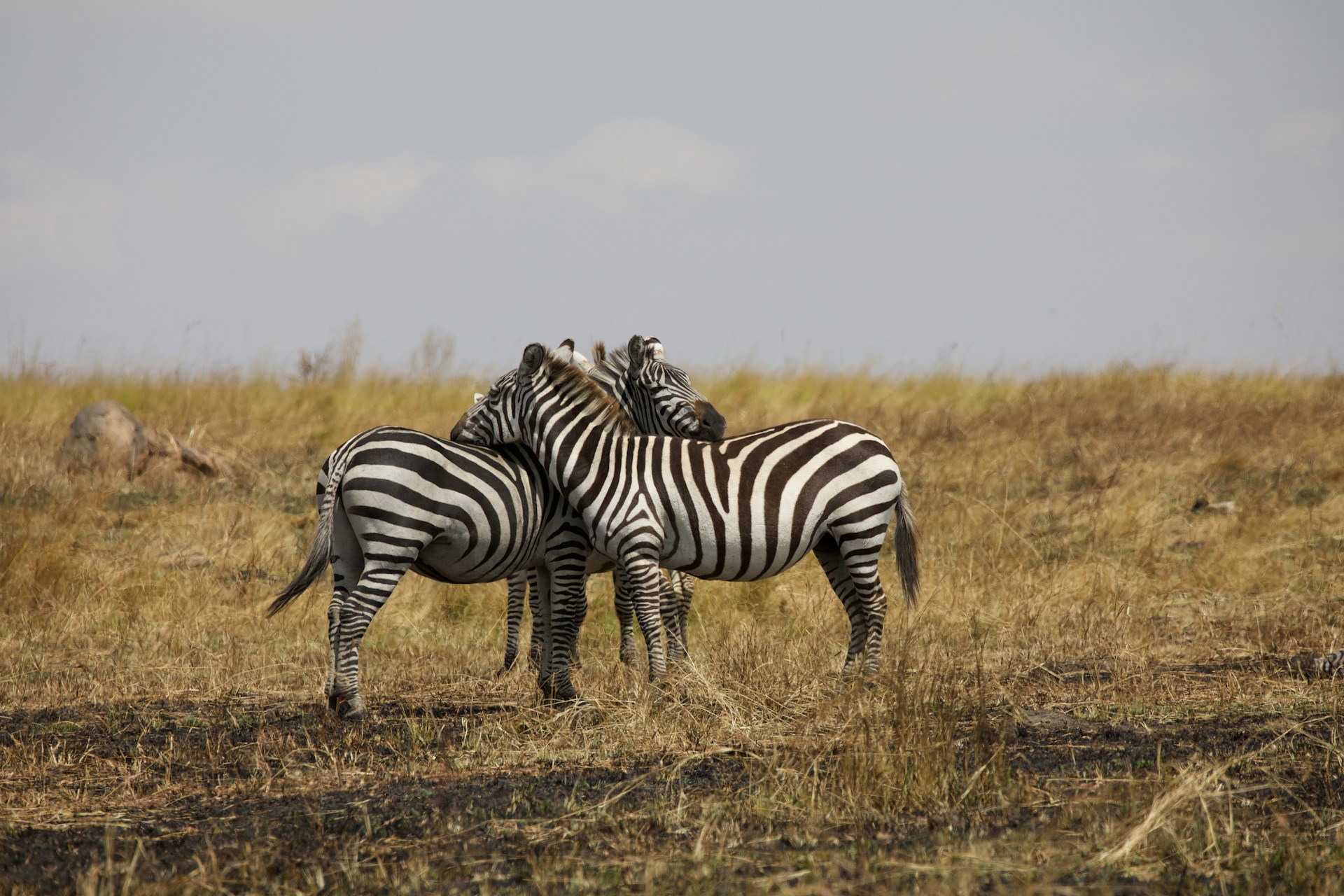 tanzania