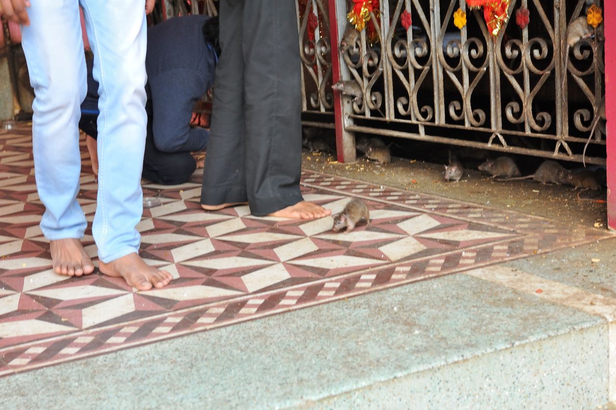 Karni Mata