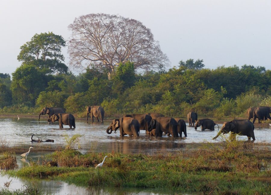 sri lanka