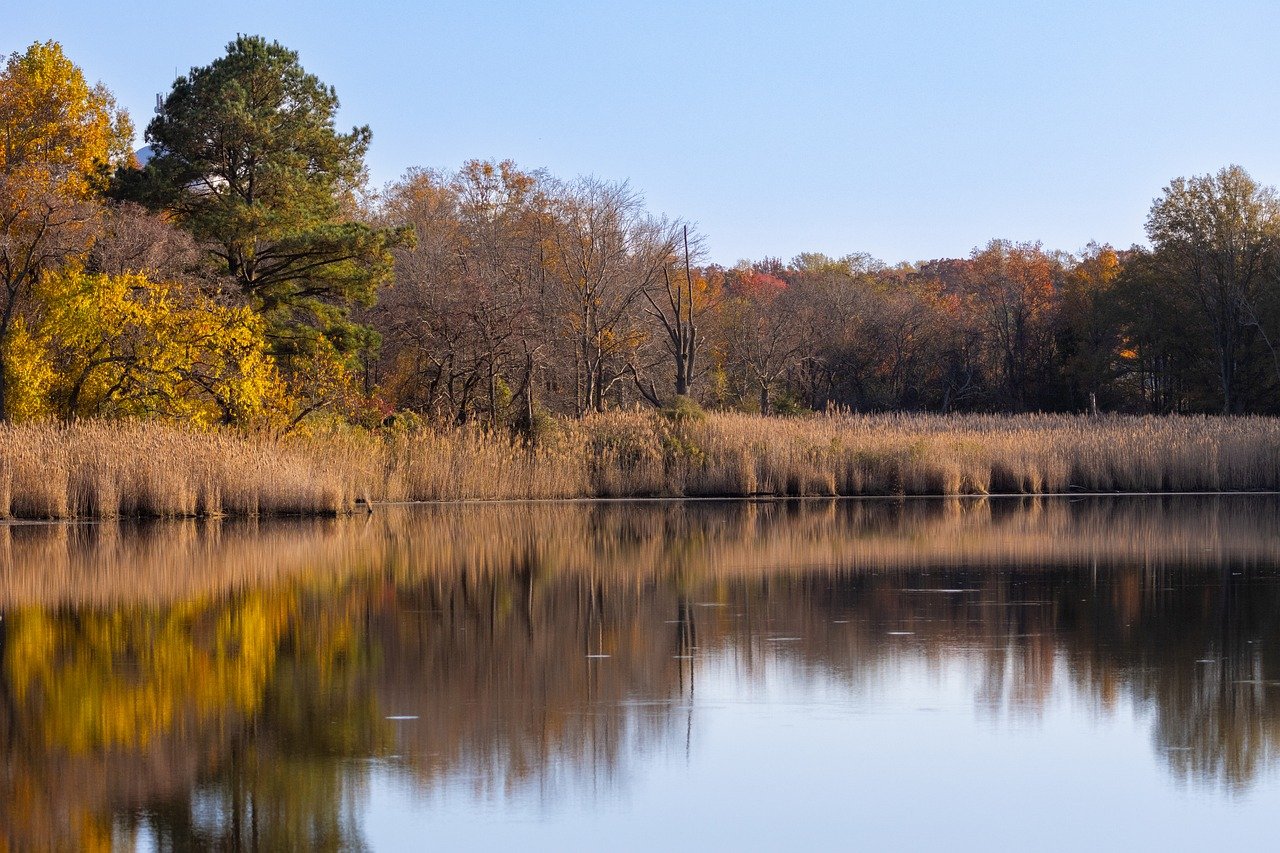 pond