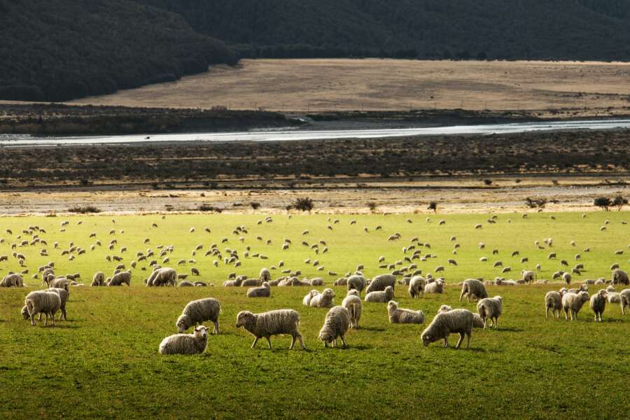 new zealand