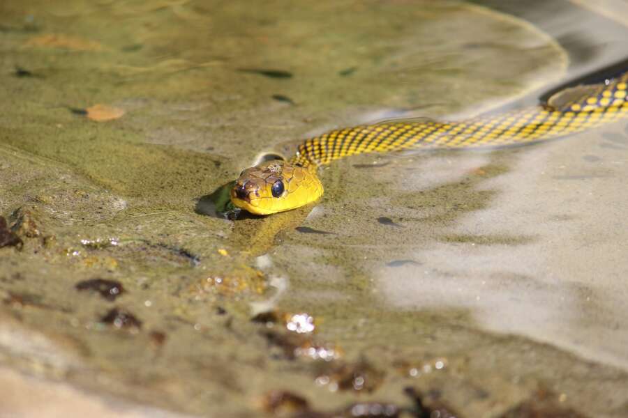 snake