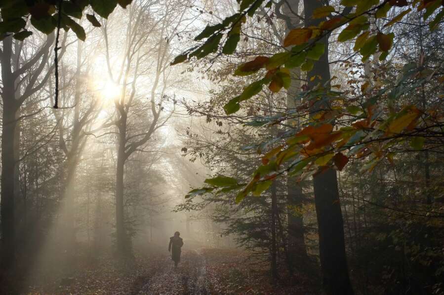 Forêt de saint hubert