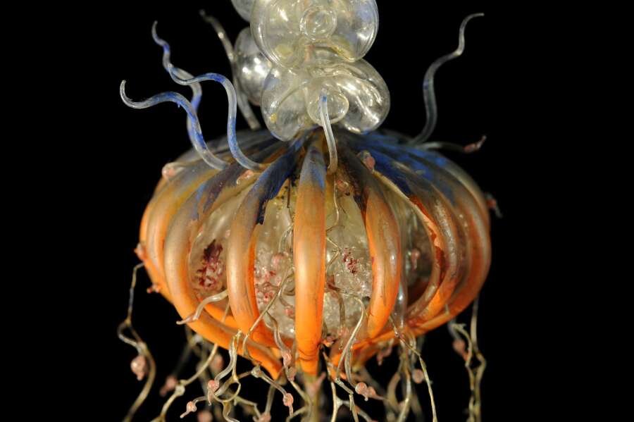 Aquarium-Muséum Universitaire de Liège