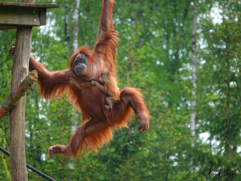 Monde Sauvage Safari Parc