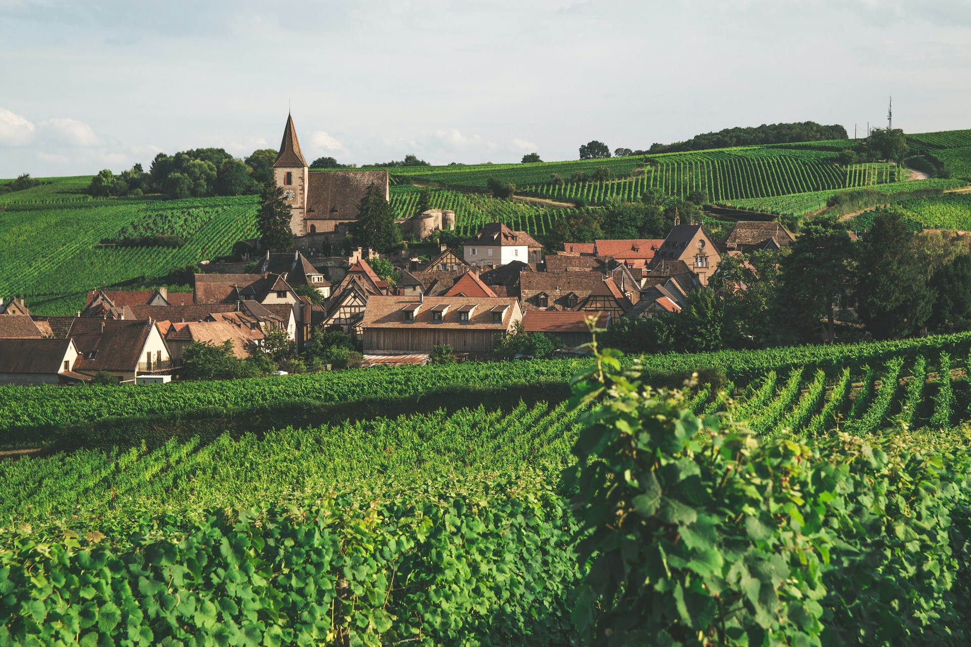 vignoble