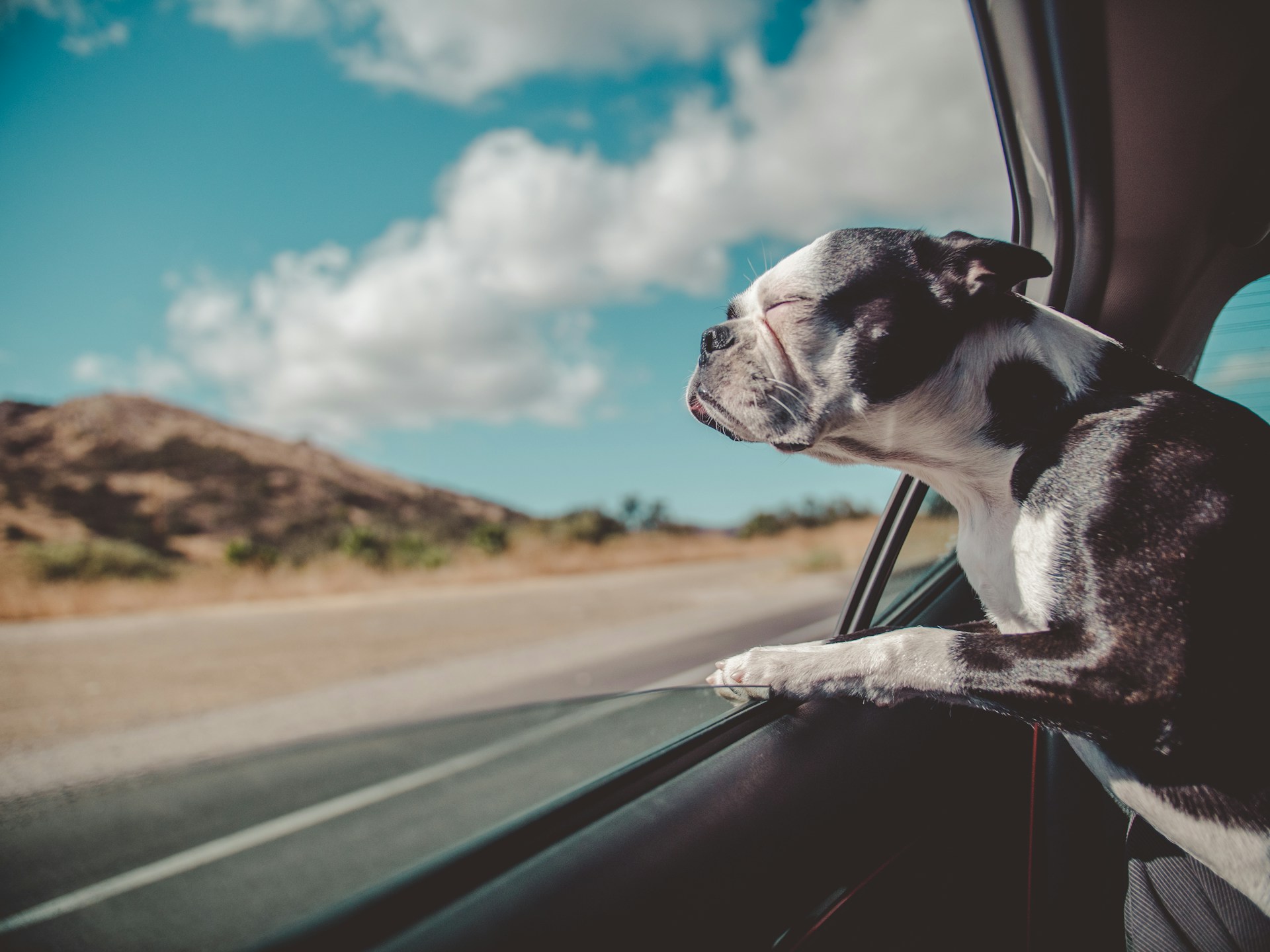 Wordt je hond ziek in de auto? Hier zijn de beste tips van een dierenarts!